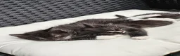 Mixed Breed cats for sale: 2 little Kitten for sale - Advert 3