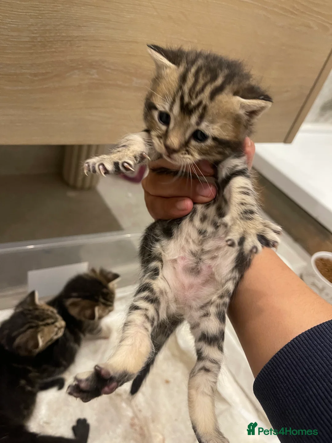 Mixed Breed cats for sale: Scottish Fold Mix - Advert 2