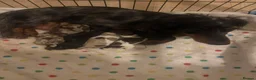 Miniature Dachshund dogs for sale: Stunning long haired miniature dachshunds  - Advert 4