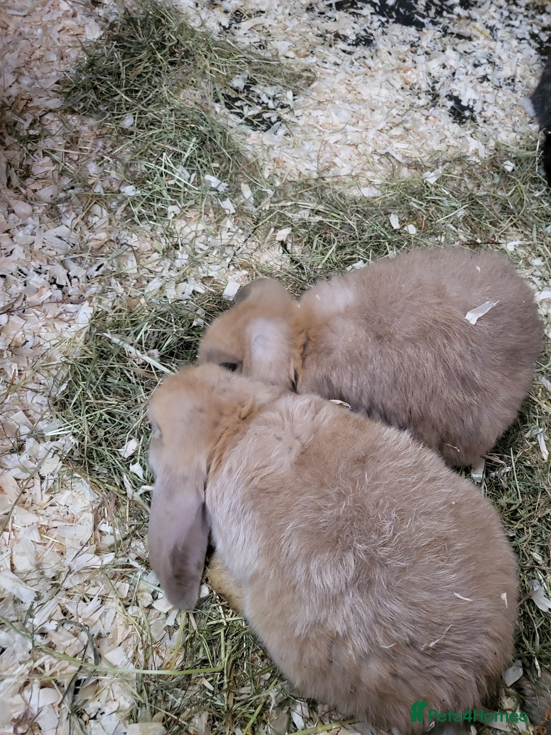 French Lop rabbits for sale: Giant French lops  - Image 15
