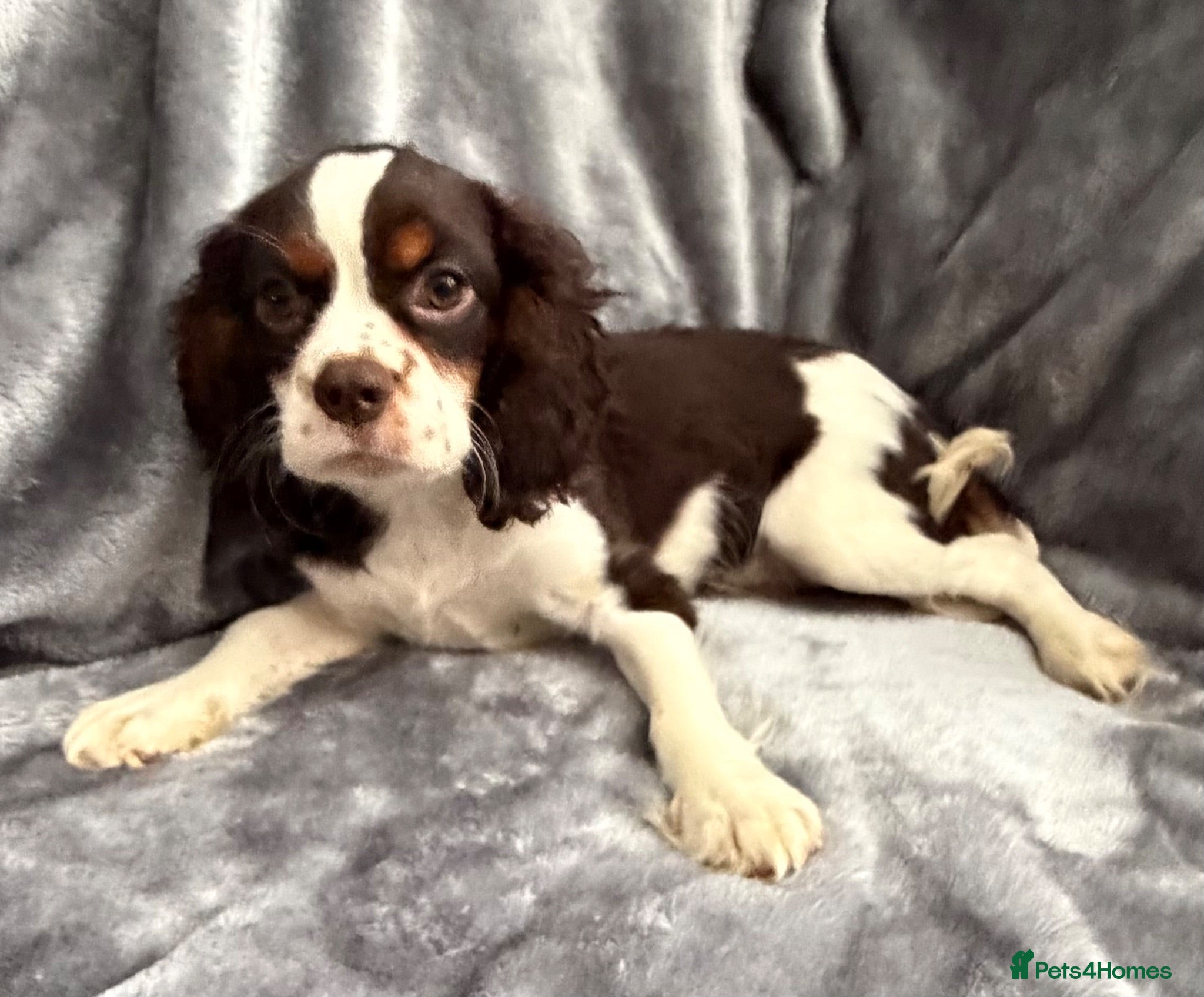 Cavalier King Charles Spaniel dogs HOUSE TRAINED  KC EXTENSIVELY HEALTH TESTD PUPS  - Advert 1