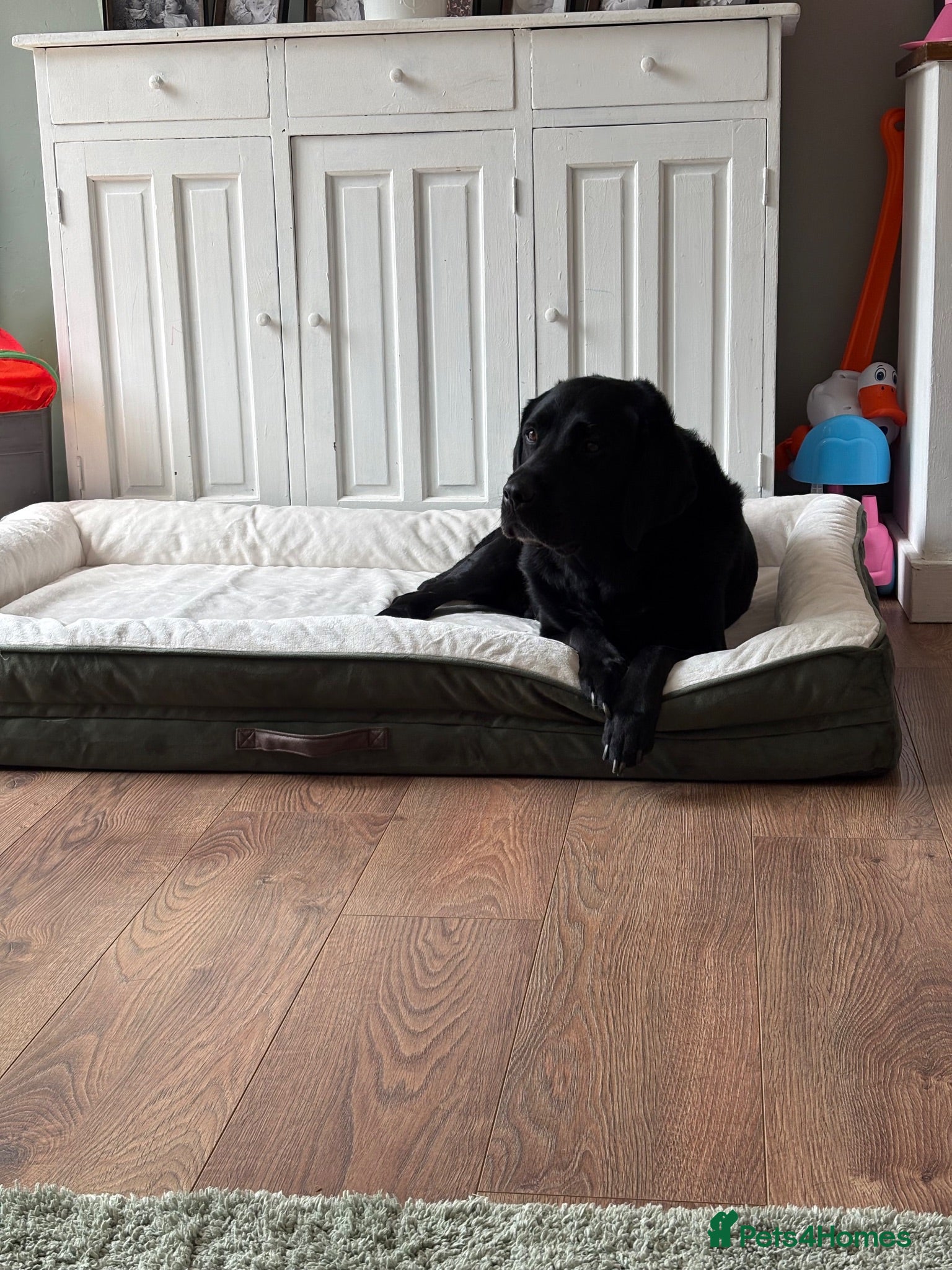 Labrador Retriever dogs 8-Year-Old Labrador - price negotiable🐾❤️ - Advert 5