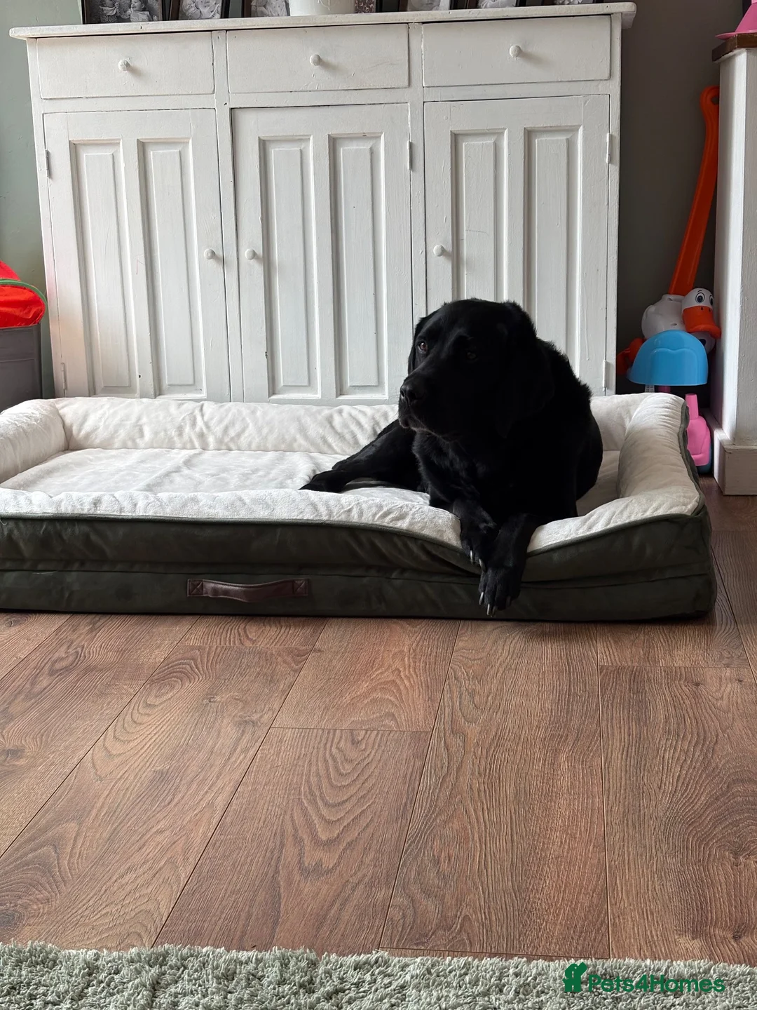 Labrador Retriever dogs for sale: 8-Year-Old Labrador - price negotiable🐾❤️ - Advert 1