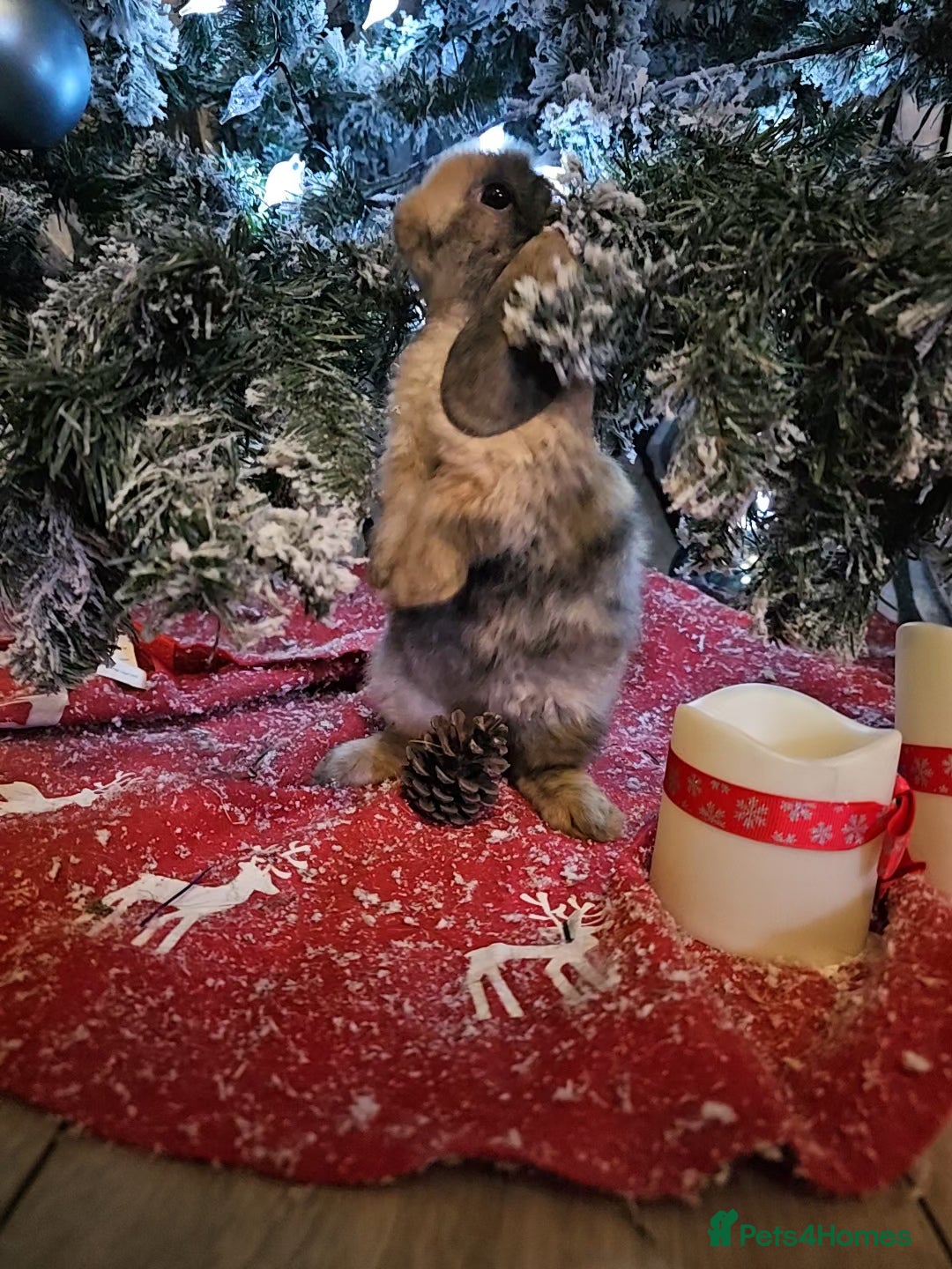 Mini Lop rabbits for sale: Mini lops - Advert 4