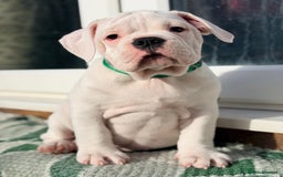 Old Tyme Bulldog dogs for sale: 🩷🩷Old Tyme Bulldog Puppies🩷🩷 - Image 11