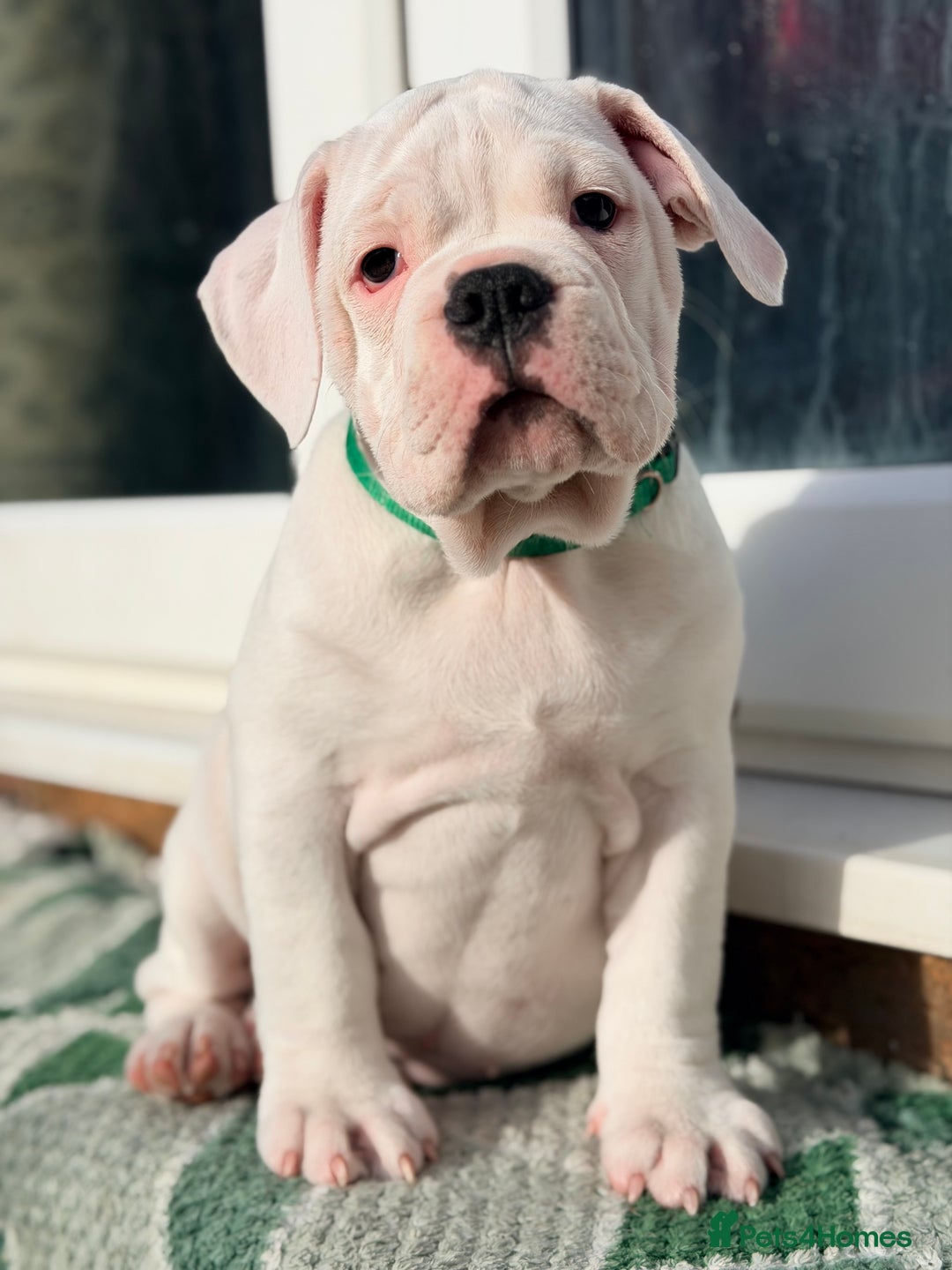 Old Tyme Bulldog dogs for sale: 🩷🩷Old Tyme Bulldog Puppies🩷🩷 - Image 11