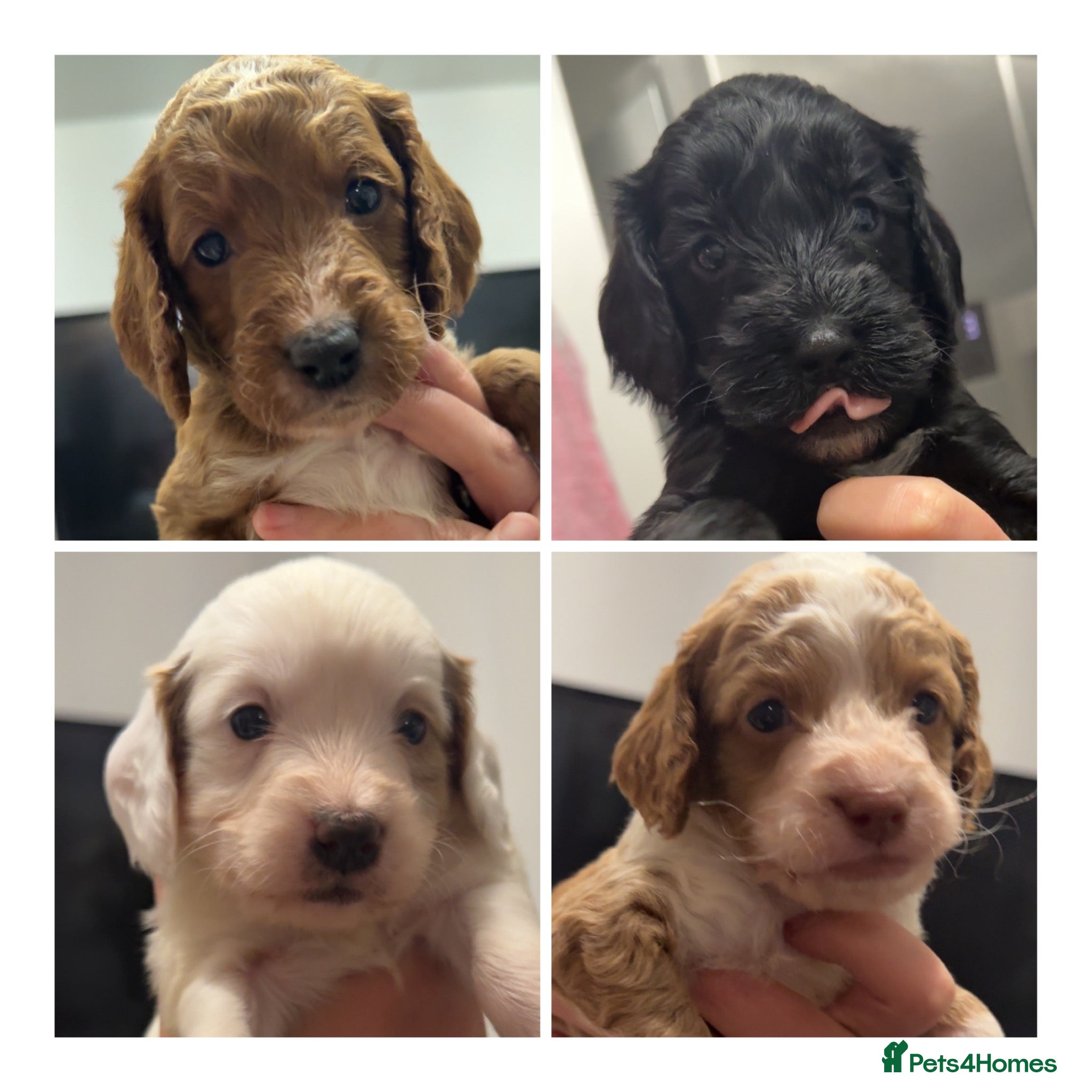 Cockapoo dogs Cockapoo puppies 3 girls 1 boy left ❤️❤️❤️🩵 - Advert 5