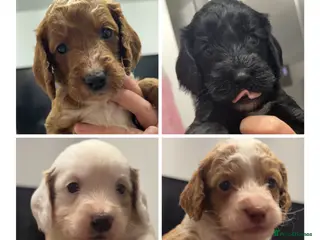 Cockapoo dogs Cockapoo puppies 3 girls 1 boy left ❤️❤️❤️🩵 - Advert 5