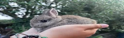 Netherland Dwarf rabbits for sale: 7 week old Netherland Dwarf bunnies - Advert 5