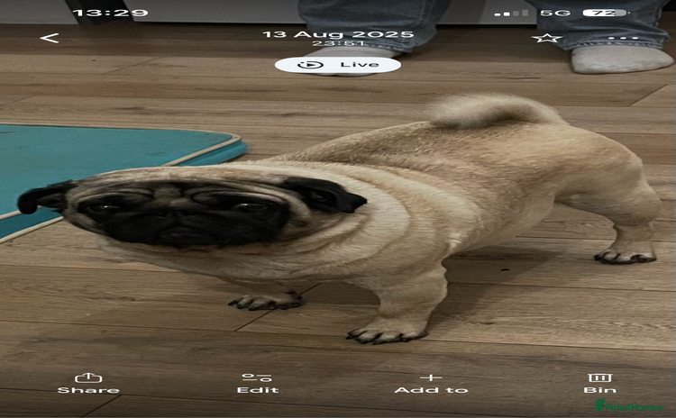 Pug dogs - Advert 1