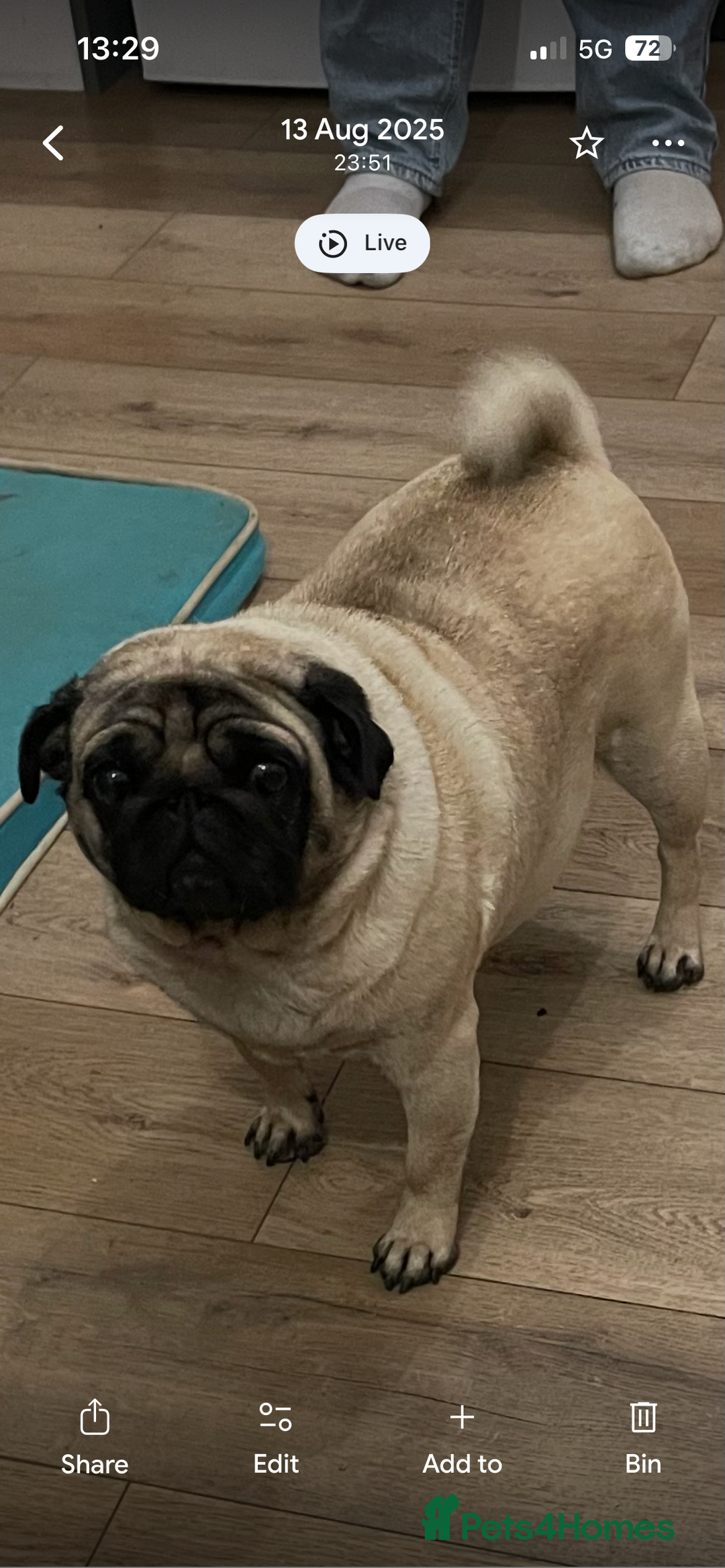 Pug dogs for sale: Female pug - Image 1