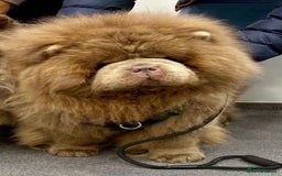 Chow Chow dogs for sale: Outstanding Baby Bears - Image 13