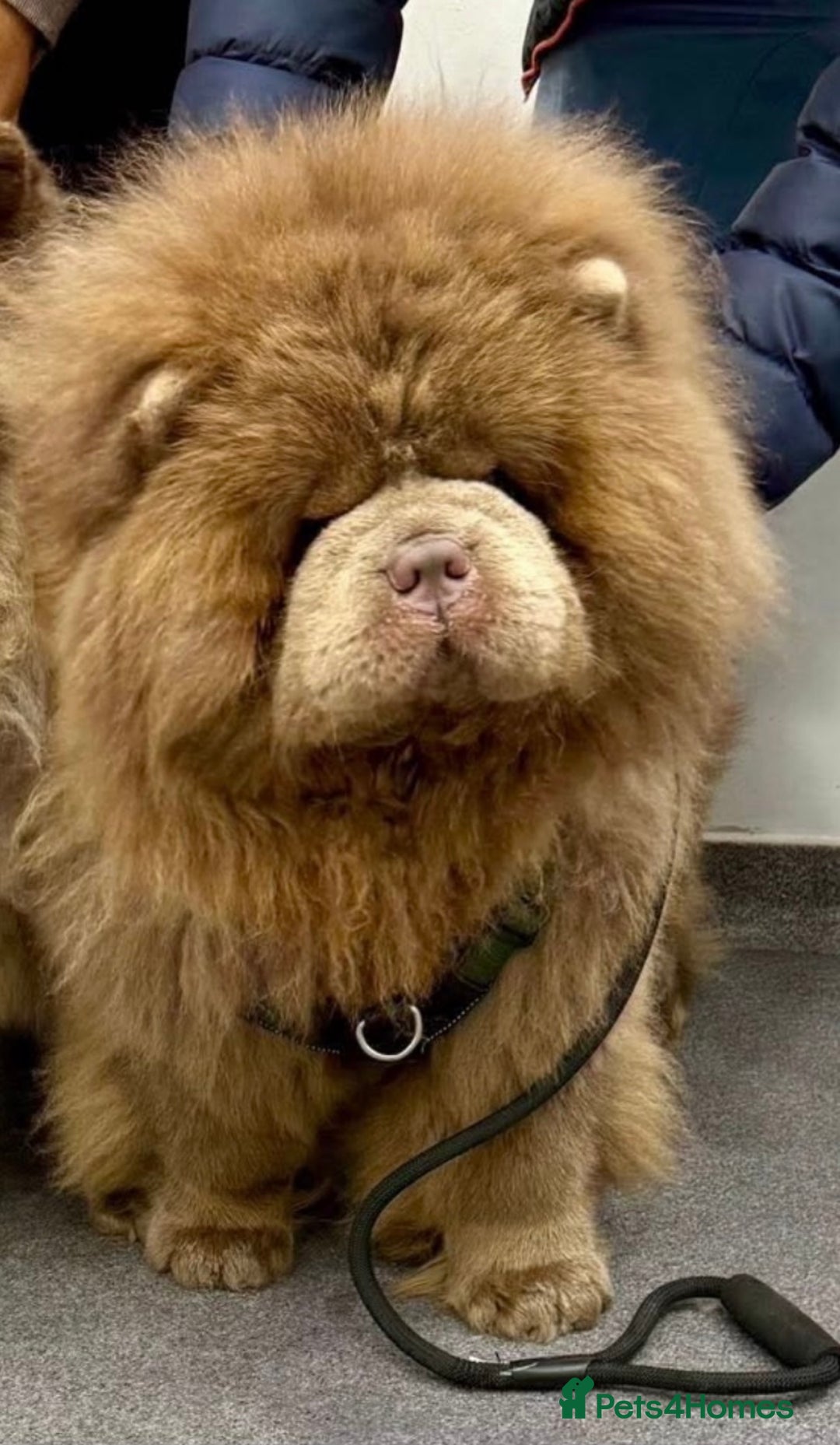 Chow Chow dogs for sale: Outstanding Baby Bears - Image 13