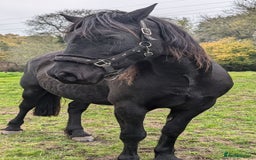 Welsh Section D horses for sale: Welsh sec D mare 14.2 project  - Image 4