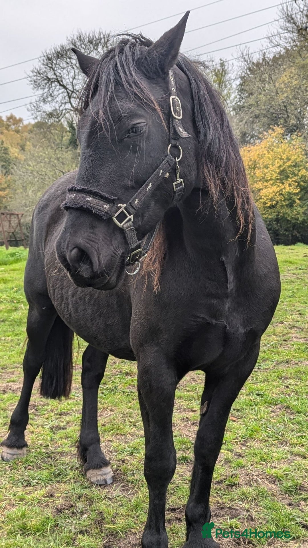 Welsh Section D horses for sale: Welsh sec D mare 14.2 project  - Image 4