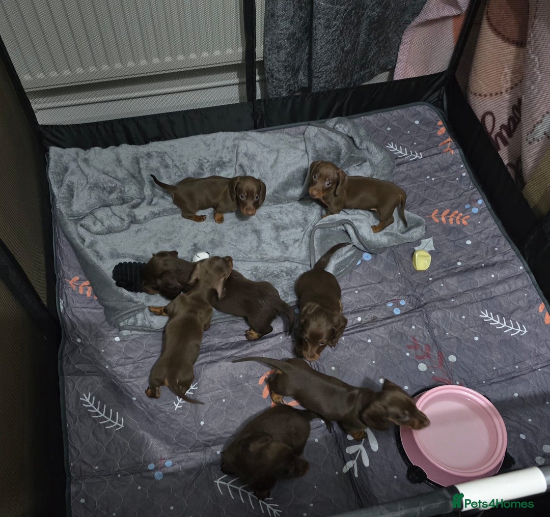 Miniature Dachshund dogs for sale: Kc reg miniture dachshund puppies for sale - Advert 22