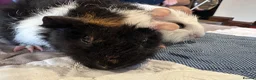 Guinea Pig rodents for sale: Baby boy guinea pig brothers 7 weeks - Advert 9