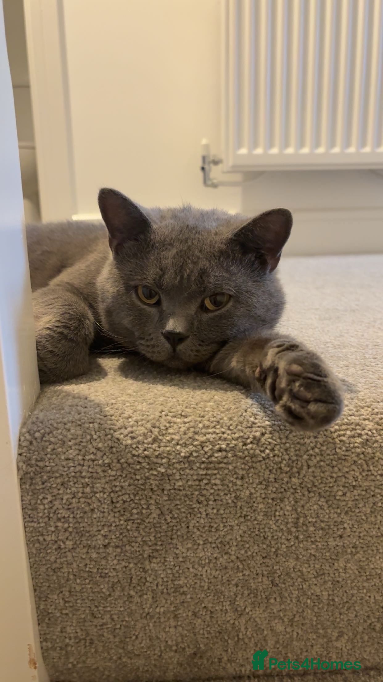 British Shorthair cats Teddy - Blue British Shorthair / Age 3  - Advert 1