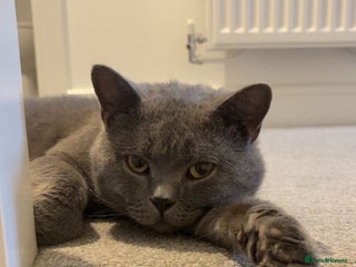 British Shorthair cats Teddy - Blue British Shorthair / Age 3 - Advert 1