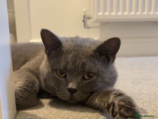 British Shorthair cats Teddy - Blue British Shorthair / Age 3 - Advert 10