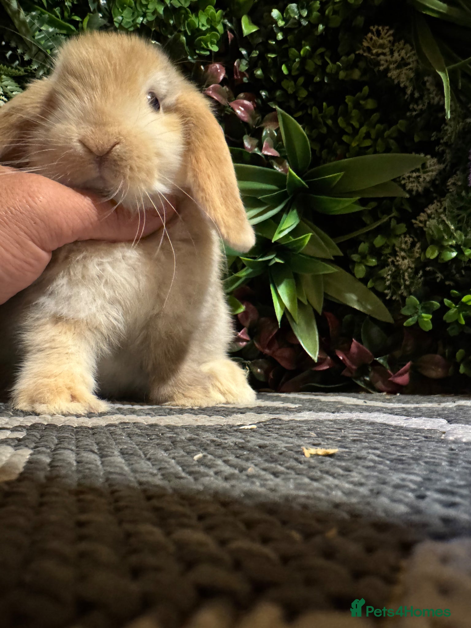 Mini Lop rabbits ⭐️ chocolate harlequin boy ready to go ⭐️ - Advert 6