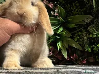Mini Lop rabbits ⭐️ chocolate harlequin boy ready to go ⭐️ - Advert 6