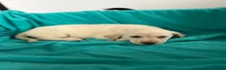 Labrador Retriever dogs for sale: Gorgeous Labrador puppies  in Ingatestone - Advert 13