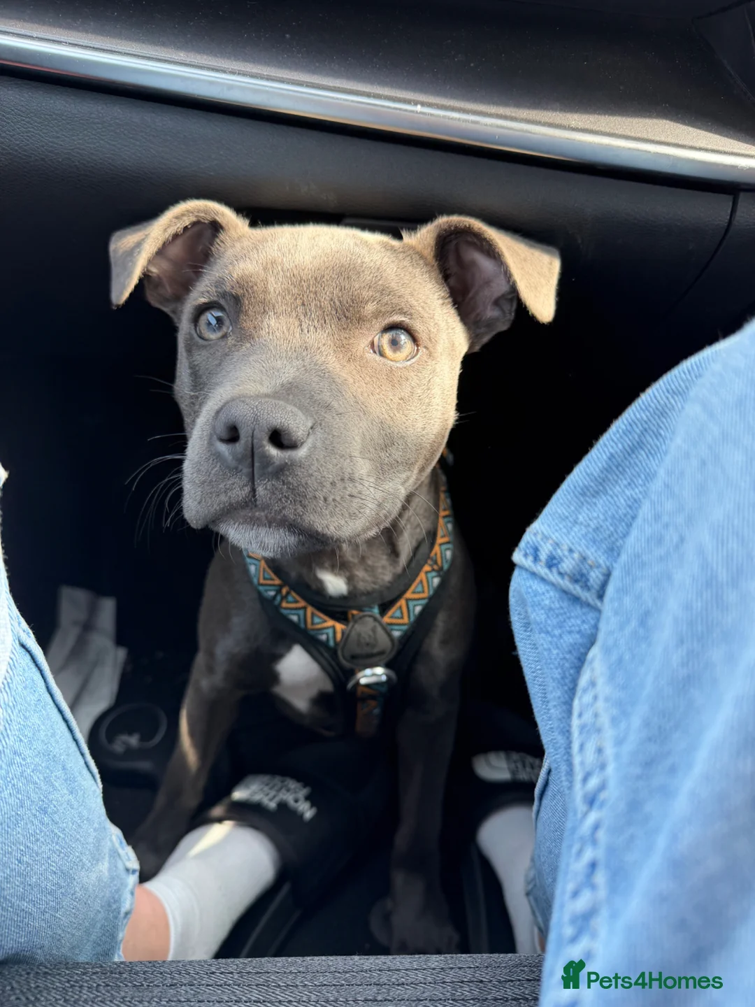 Staffordshire Bull Terrier dogs for sale: Blue staff - Advert 1