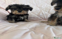 Schnoodle dogs for sale: *Stunning Shnoodles* - Image 5