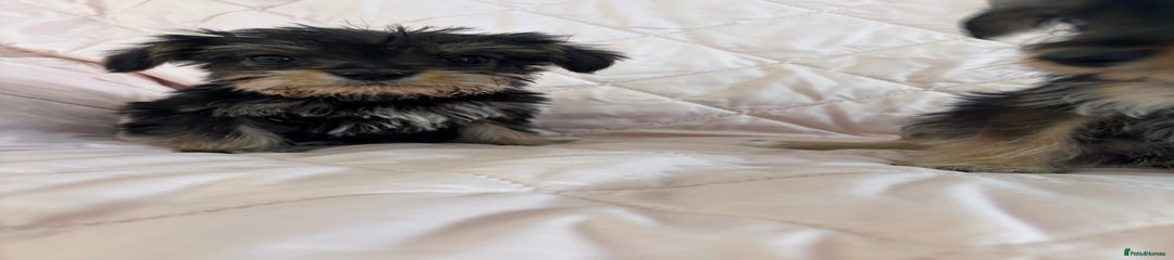 Schnoodle Puppy 3