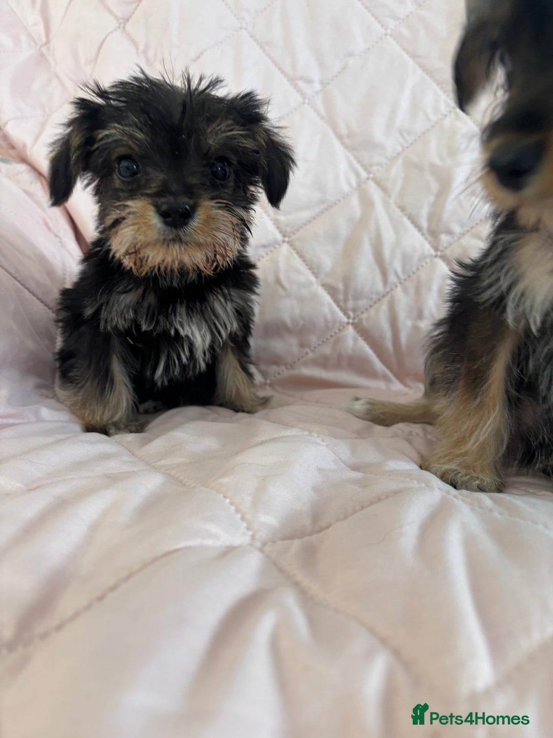 Schnoodle dogs for sale: *Stunning Shnoodles* - Image 5