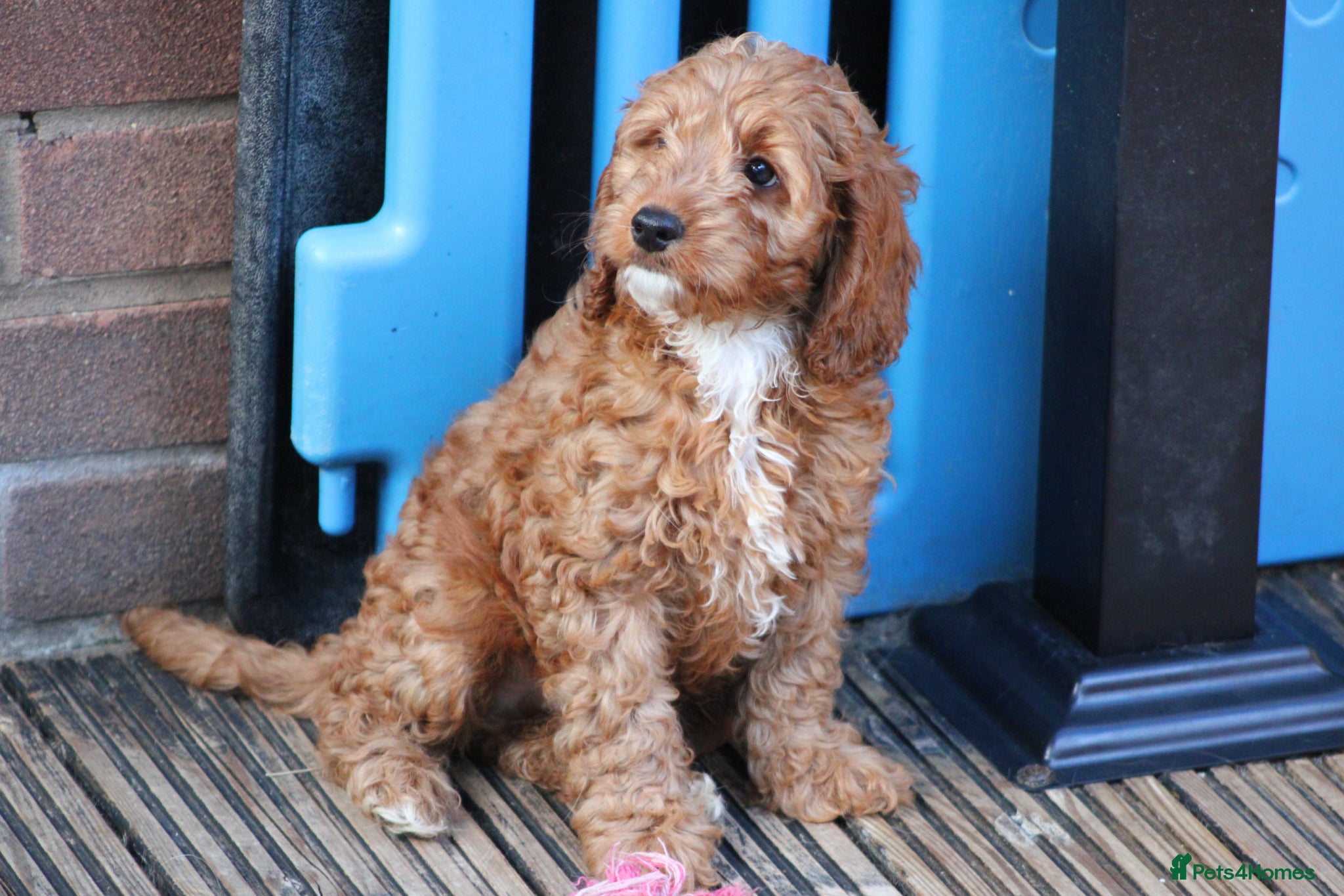Cockapoo dogs for sale: Fully Vaccinated - Advert 2