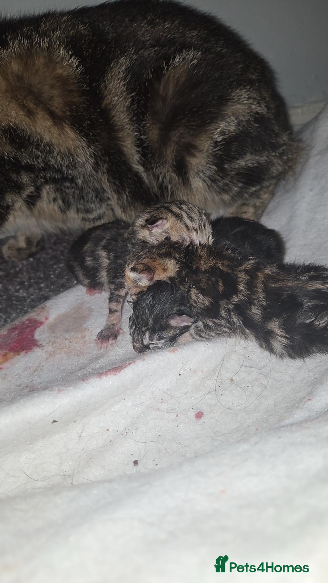 Mixed Breed cats Kitten for sale - Advert 3
