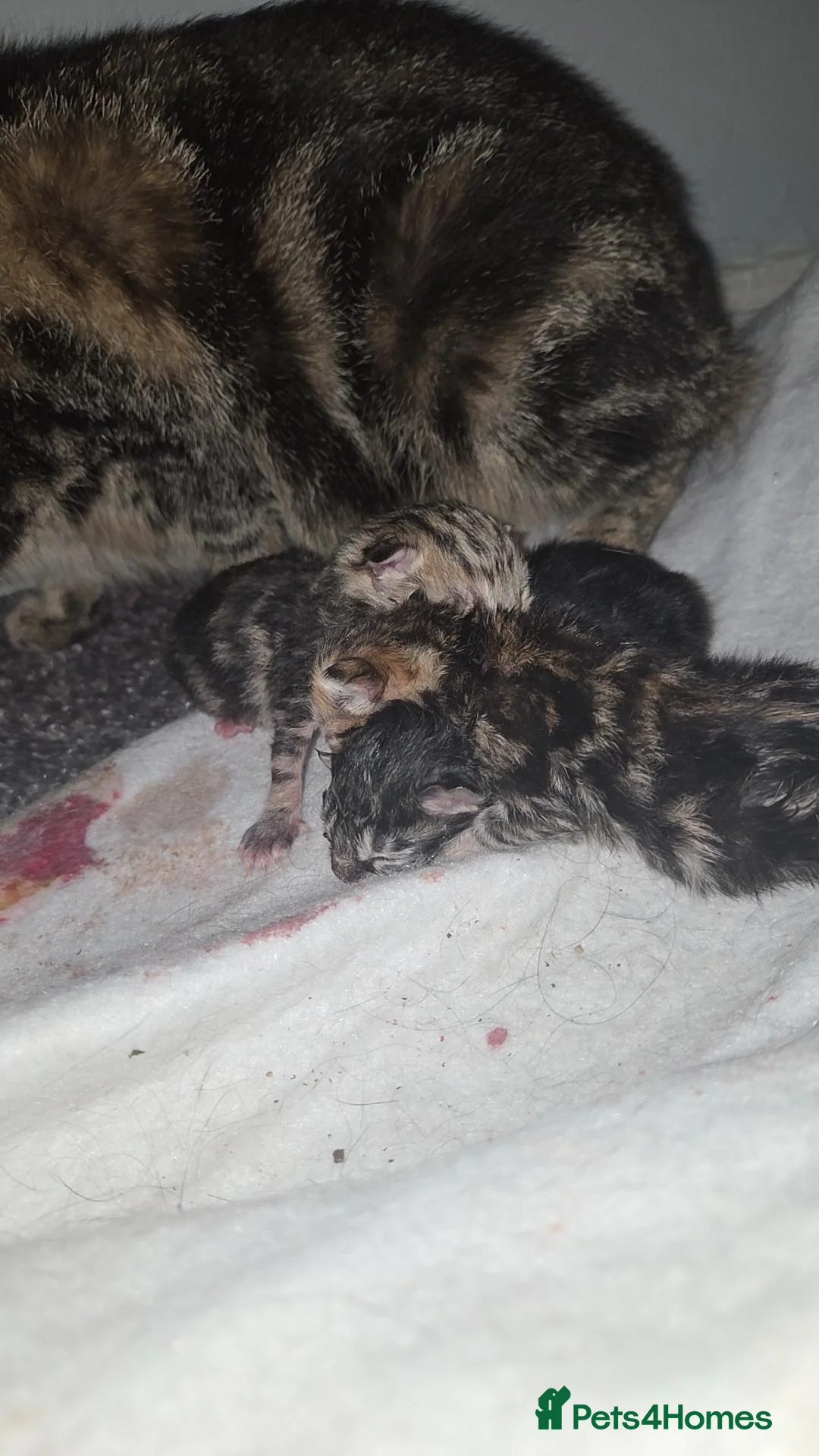 Mixed Breed cats for sale: Kitten for sale in Gateshead - Advert 1