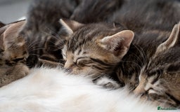 Bengal cats for sale: Gorgeous kittens, Wild-Patterned, Stunning Looks - Image 30