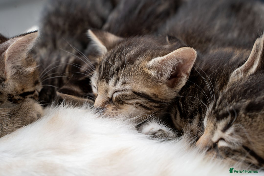 Bengal cats for sale: Gorgeous kittens, Wild-Patterned, Stunning Looks - Image 30