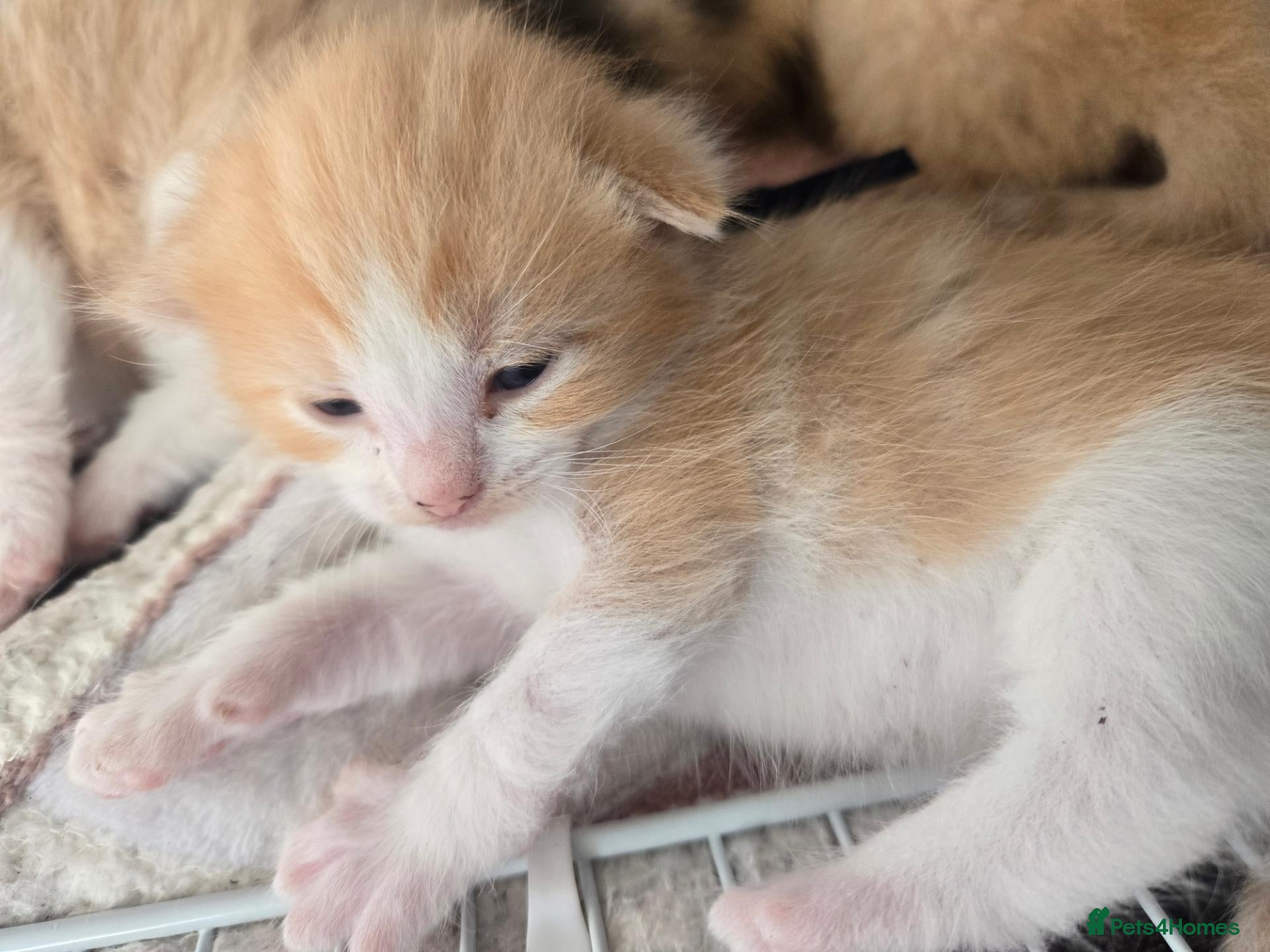 Mixed Breed cats Ragdoll/calico kittens  - Advert 1