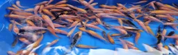 Koi Carp fish for sale: Small Medium & Large Koi Pond Fish in Chorley Carp - Advert 17