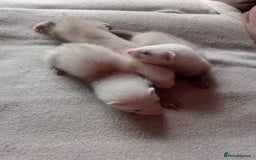 Ferret rodents for sale: 3 sandy hobs ferrets  - Image 3