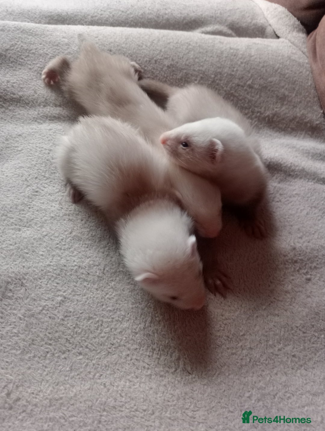 Ferret rodents for sale: 3 sandy hobs ferrets  - Image 3