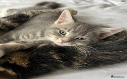 Bengal cats for sale: Bengal cross grey kitten (boy) for sale  - Image 3