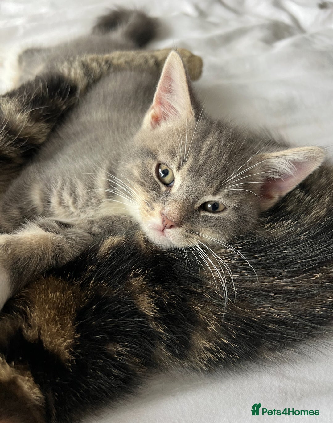 Bengal cats for sale: Bengal cross grey kitten (boy) for sale  - Image 3
