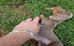 Dachshund dogs for sale: *Ready To Leave* Beautiful Dachsund Girl - 9 Weeks - Image 5