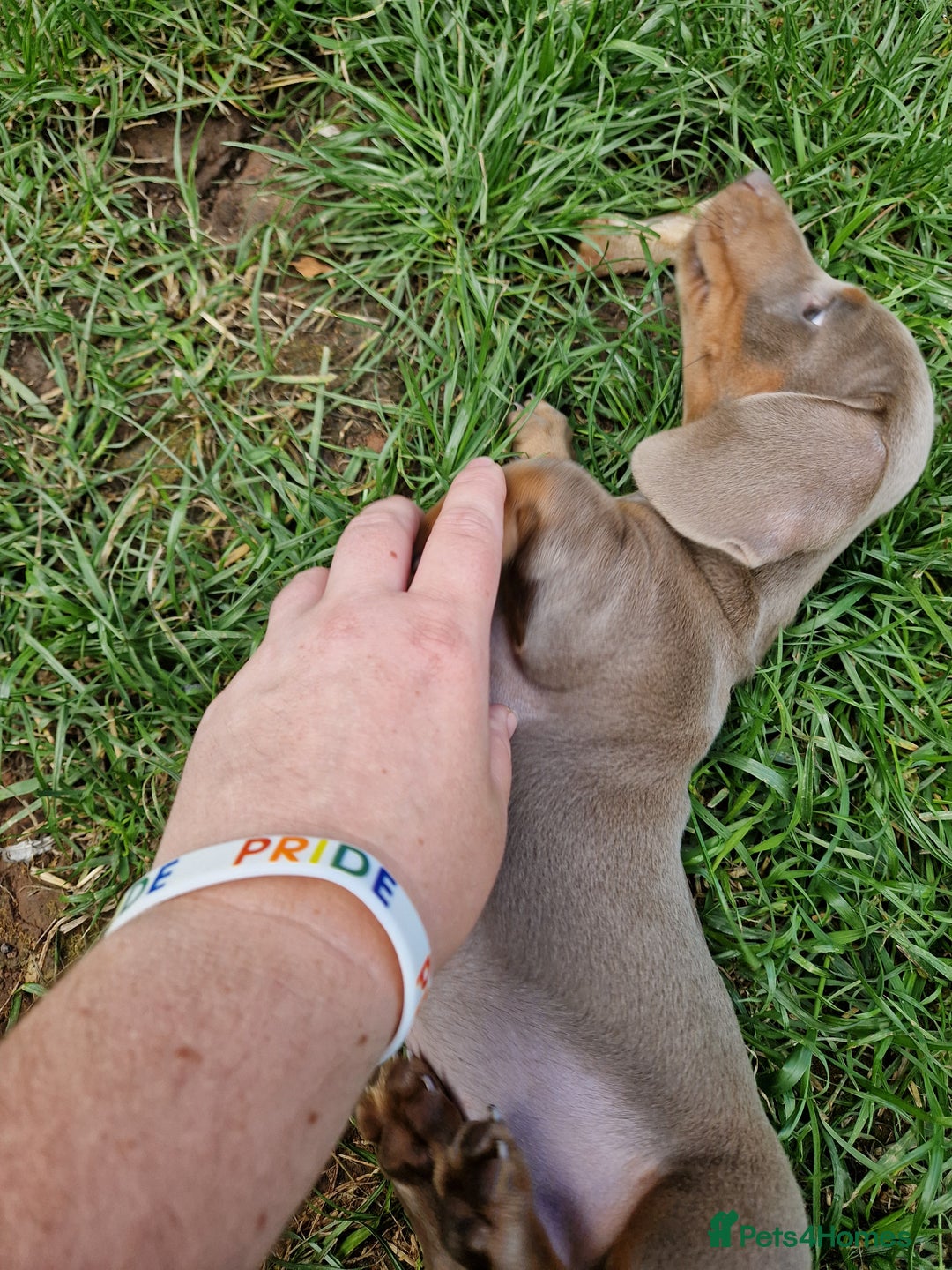 Dachshund dogs for sale: *Ready To Leave* Beautiful Dachsund Girl - 9 Weeks - Image 5