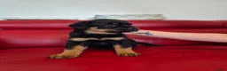 Rottweiler dogs for sale: ROTTWEILER PUPPIES FOR SALE  - Advert 5