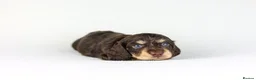 Miniature Dachshund dogs for sale: Long haired mini daschunds  - Advert 9