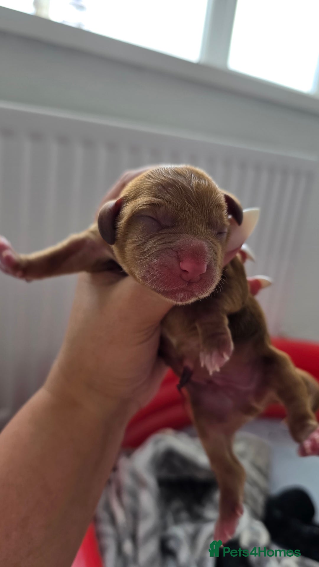 Cocker Spaniel dogs for sale: Cocker Spaniel pups - Image 1