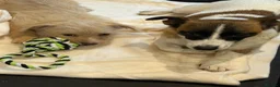 Jackapoo dogs for sale: Beautiful litter of f1 jackapoo puppies  - Advert 26