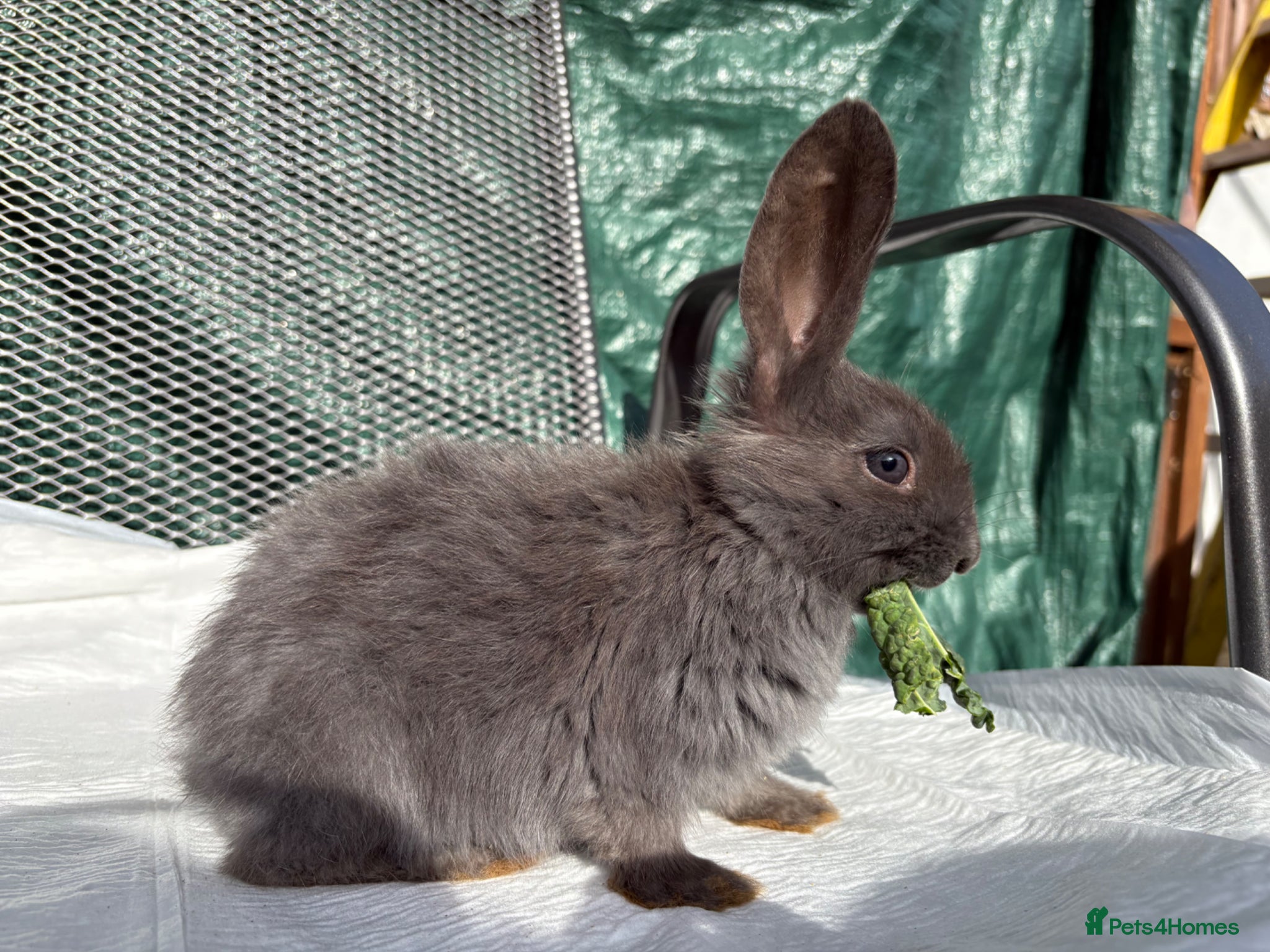 Mixed Breed rabbits Continental giant X - Advert 9