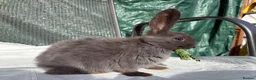 Mixed Breed rabbits for sale: Continental giant X - Advert 1